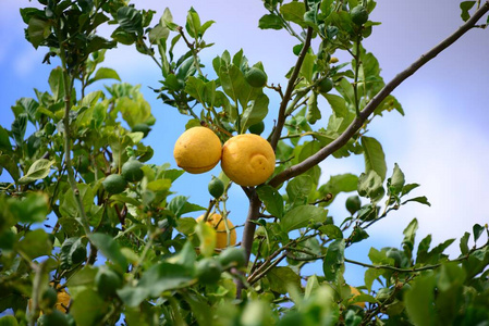 收获 夏天 花园 树叶 柠檬 分支 维生素 酸的 园艺 石灰