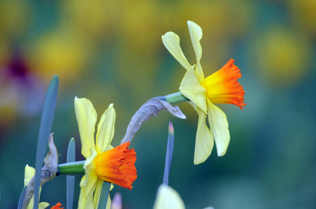 公园 植物 花儿 开花 流血 春天 繁荣的 繁荣 花园 复活节