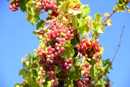酒厂 浆果 葡萄 收割 水果 树叶 植物学 食物 自然 葡萄园