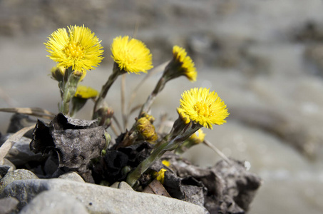 自然 植物区系 季节 招呼 框架 开花 春天 特写镜头 花的