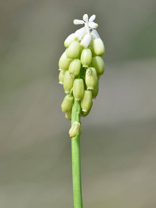 春天 夏天 花瓣 花园 特写镜头 自然 明信片 季节 盛开