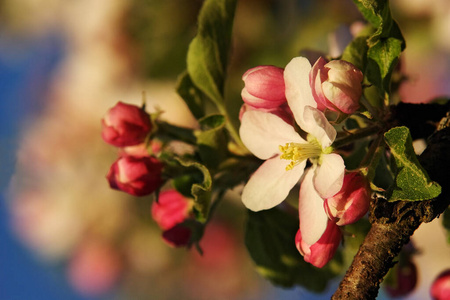 要素 季节 春天 分支 花的 樱桃 植物区系 植物学 美丽的