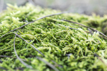 春天 生长 环境 自然 颜色 植物区系 纹理 植物 苔藓