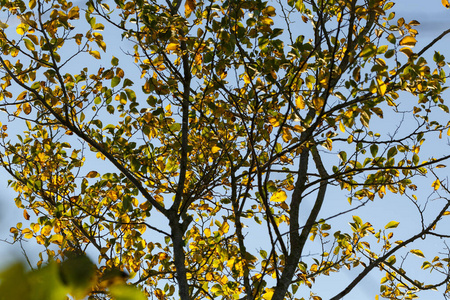 植物 桦木 秋天 美丽的 颜色 植物学 自然 森林 树叶