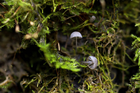 苔藓 蘑菇 植物 动物 自然 食物 秋天 美丽的 真菌 特写镜头