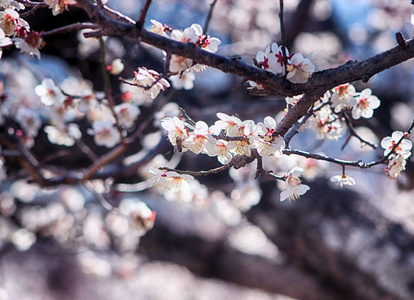 花儿 花的 蜜蜂 开花 植物区系 森林 特写镜头 春天 日本人