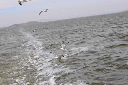 飞行 海鸥 航班 苍蝇 西班牙 地中海 海洋