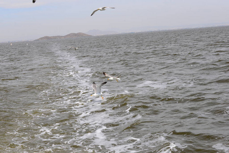 西班牙 海鸥 海洋 航班 飞行 苍蝇 地中海