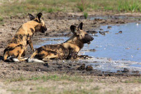 大草原 沐浴 捕食者 冷却 水坑 包装 非洲野狗 饮酒 游猎