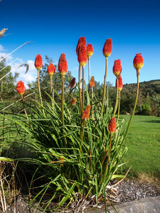 自然 花瓣 夏天 花园 开花 天空 植物区系 植物学 剑鱼