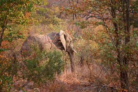 环境 大象 动物 风景 食草动物 自然 稀树草原 荒野 哺乳动物