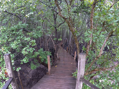 人行道 天空 公园 木板路 走道 追踪 旅行 森林 夏天