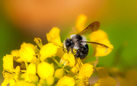 自然 开花 植物 动物 昆虫 蜜蜂