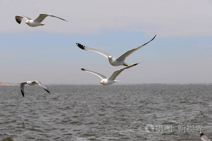 地中海 海鸥 飞行 西班牙 航班 苍蝇 海洋