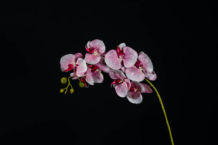 花束 春天 浪漫的 开花 复制空间 蝴蝶兰 特写镜头 植物区系