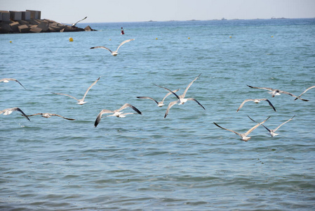 地中海 航班 西班牙 海洋 飞行 苍蝇 海鸥