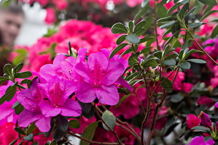 盛开 美丽的 花瓣 特写镜头 植物区系 颜色 公园 分支