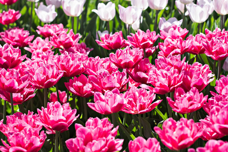 盛开 粉红色 郁金香 植物学 颜色 植物区系 花园 植物