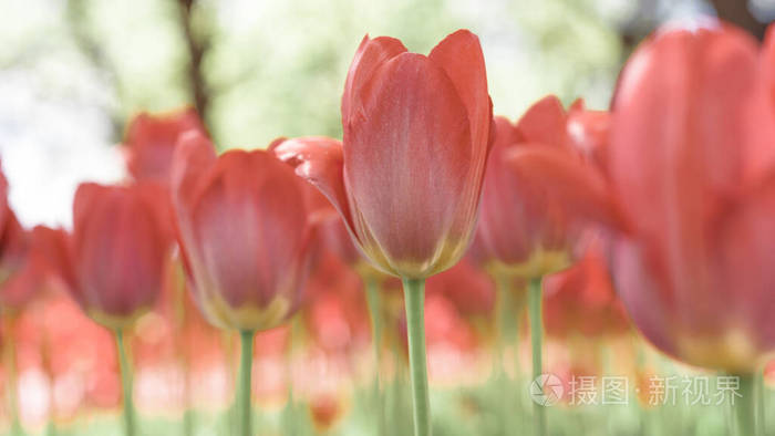 Beautiful background of tulips growing in the garden