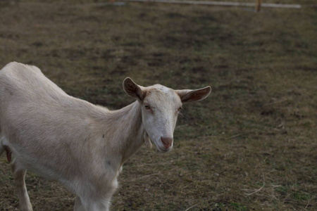 小孩 胡须 院子 动物 活着的 农场 山羊 可爱的 羊毛