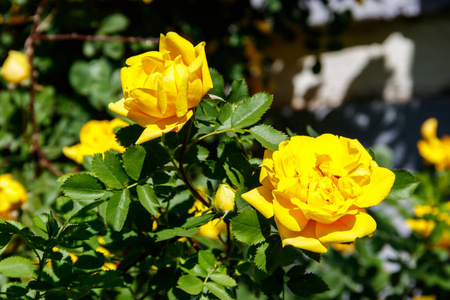 花瓣 外部 灌木 玫瑰 开花 浪漫 花园 园艺 成长 自然