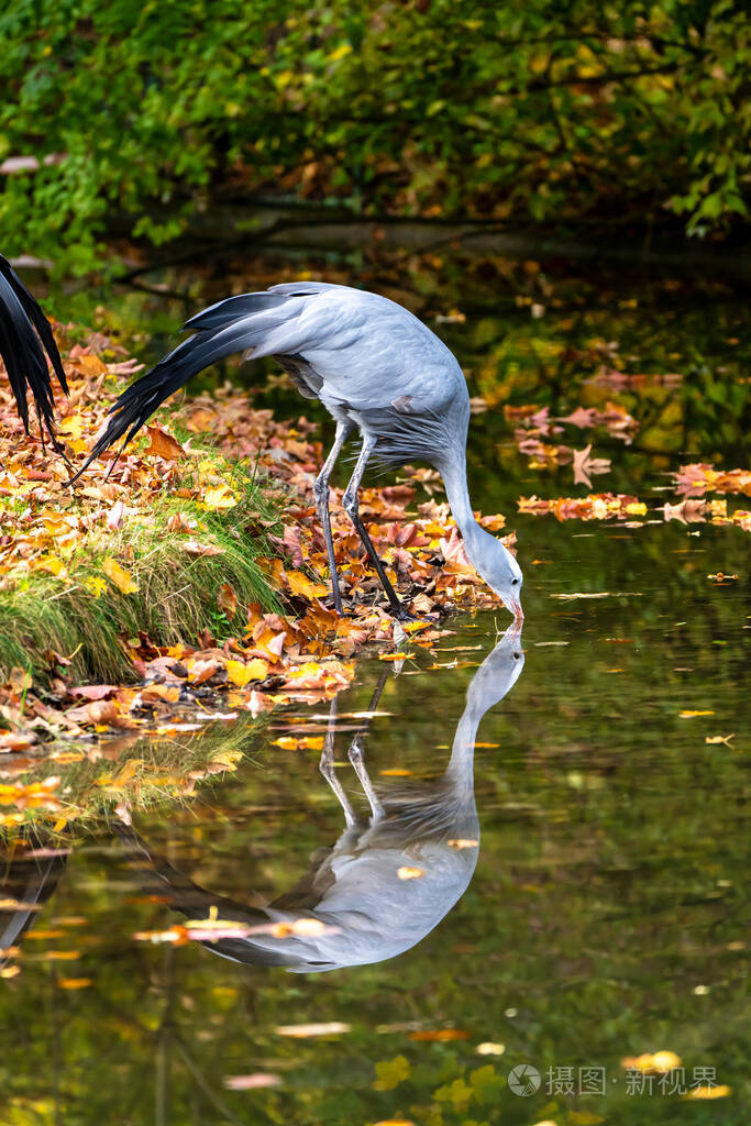 蓝鹤是一种濒临灭绝的鸟类