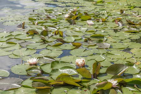 洛托斯 后面 夏天 池塘 粉红色 花园 植物区系 树叶 植物