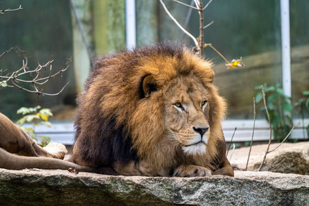 食肉动物 动物 毛皮 危险的 危险 鬃毛 捕食者 狮子座