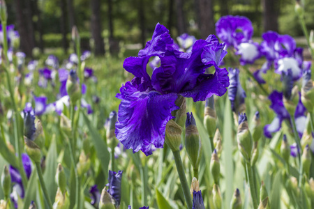 浪漫的 特写镜头 草地 紫罗兰 美女 植物区系 夏天 虹膜