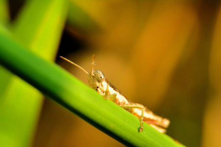 蝗虫 环境 生活 可爱的 草地 特写镜头 天线 花园 生物学