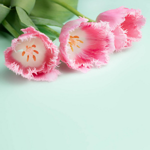 新鲜的春天粉红色花朵郁金香在青色背景上的彩色照片。复活节和母亲节快乐贺卡。
