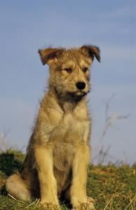 犬科 动物 照片 小狗 宠物