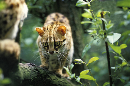 猫科动物 照片 动物 成人 食肉动物 野生动物 亚洲 哺乳动物