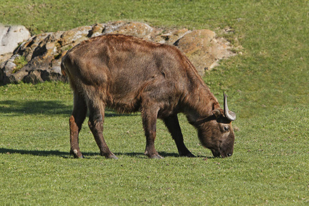 食草动物 动物 照片 野生动物 反刍动物 羚牛 亚洲 轮廓