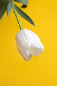 新鲜春天的彩色照片白色花朵郁金香在黄色的背景。复活节和母亲节快乐贺卡。