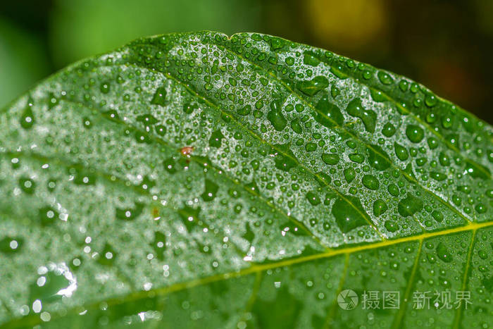 透明的 气泡 露水 反射 环境 草本植物 液滴 自然 花园