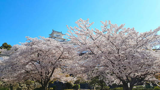 日本 花园 旅行 古老的 建筑 城堡 地标 旅行者 历史