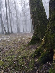 苔藓 公园 自然 森林 木材 风景