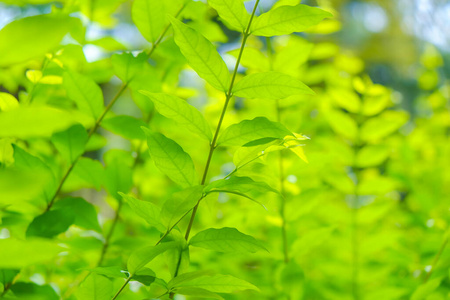 花园 墙纸 公园 软的 模糊 植物 季节 森林 生态学 郁郁葱葱