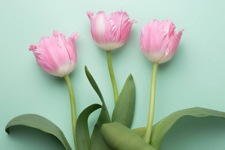 新鲜的春天粉红色花朵郁金香在青色背景上的彩色照片。复活节和母亲节快乐贺卡。
