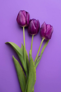 紫色的彩色的郁金香花图片