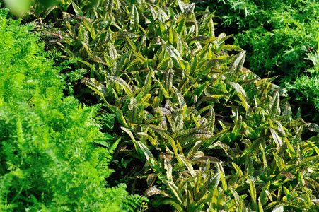 自然 生菜 农事 农场 领域 亚洲 植物 树叶 乡村 瓷器