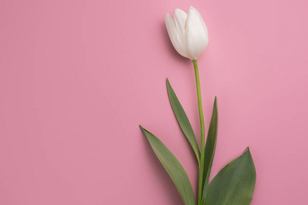粉红色背景上鲜艳的春花郁金香照片。复活节和母亲节快乐贺卡。