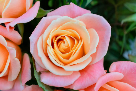 美丽的 浪漫 夏天 花束 花的 花园 花瓣 浪漫的 玫瑰