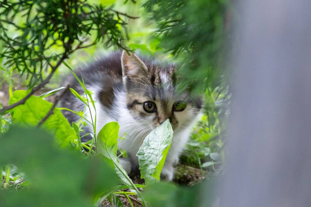 毛皮 夏天 毛茸茸的 小猫 肖像 甜的 街道 宠物 自然