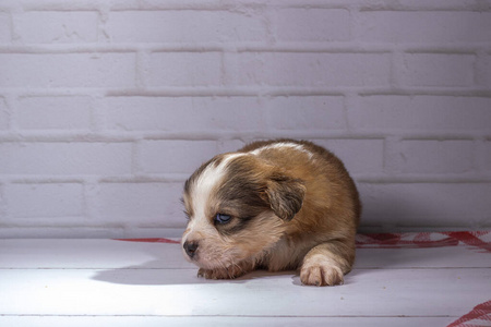 幼犬 宠物 动物 可爱极了 肖像 可爱的 朋友 哺乳动物