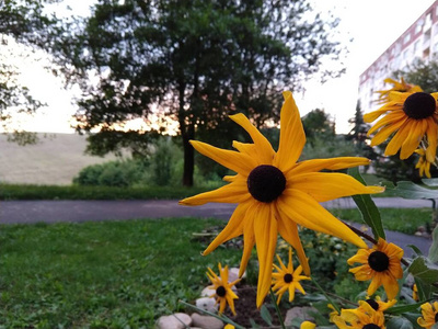 季节 颜色 美丽的 美女 花瓣 开花 领域 草地 花园 自然