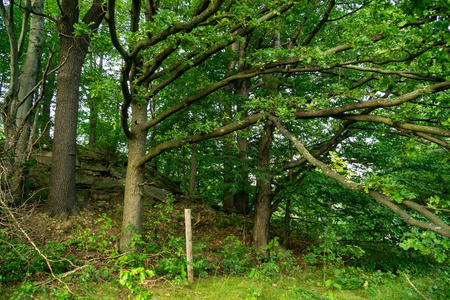 小山 木材 光秃秃的 分支 形象 公园 斯洛伐克 目的地