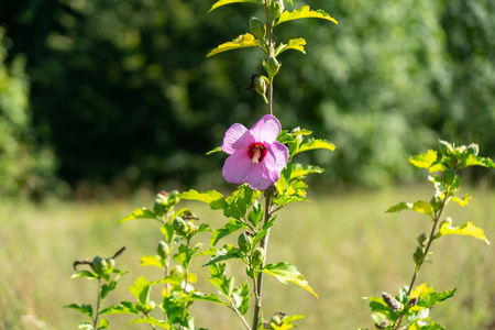 季节 花瓣 地面 夏天 植物 树叶 美丽的 植物学 美女