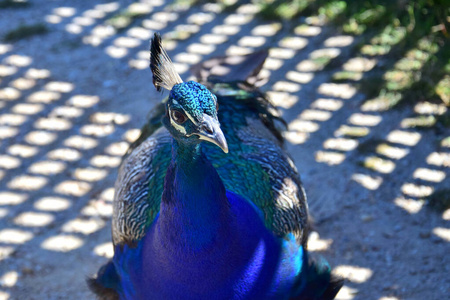 羽毛 彩虹色 格式 阴影 金属的 面对 野生动物 肖像 鸟类学